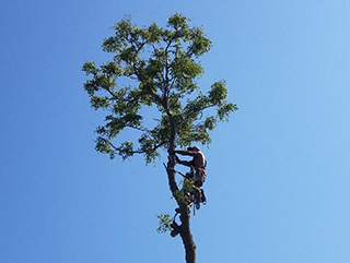 Tree removal and trimming