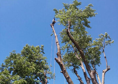 Tree removal and trimming by Hansen Contracting