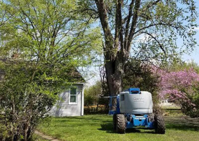 Tree removal and trimming by Hansen Contracting