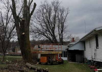 Tree removal and trimming by Hansen Contracting