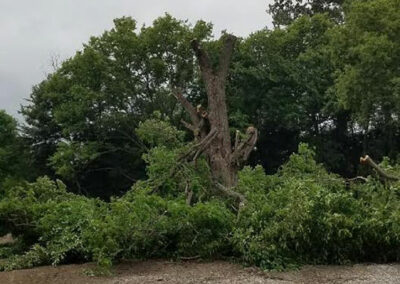 Tree removal and trimming by Hansen Contracting