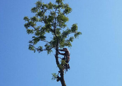 Tree removal and trimming by Hansen Contracting